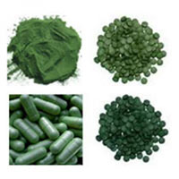 Chlorella řasa